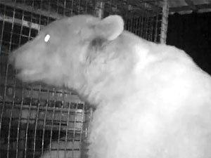 Trabzon'da ayı saldırısı kamerada!