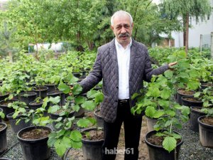Fındıkta ürün kaybı azalacak
