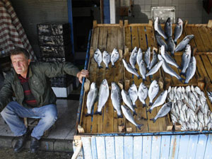 Av yasağı onlara yaradı