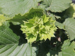 Fındıkta küllenme uyarısı