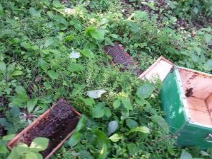 Trabzon'da sabah uyandı ve gördüklerine inanamadı