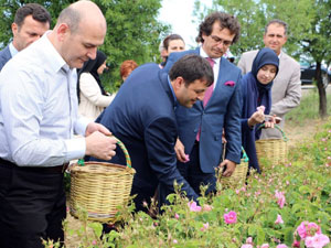 Bakan Soylu gül topladı
