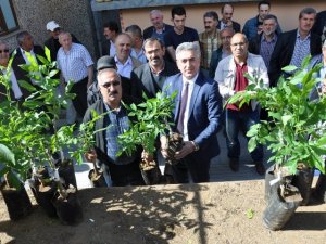 Gümüşhane'de Ceviz fidanı dağıtımı yapıldı