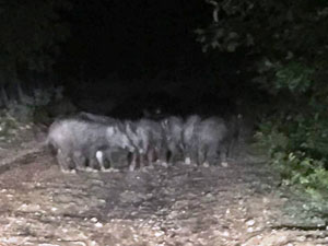 Aç kalan domuzlar mahalleyi bastı