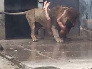 Çırılçıplak aslanların arasına atladı!