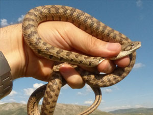 KTÜ'lü profesörden yılan uyarısı