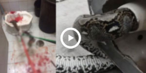 Yılan tuvalletten çıkıp adamı...