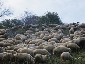 Koyunlar esrar yerse...