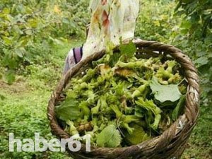 Fındık Üreticilerine Haziran uyarısı