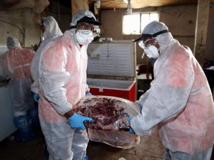 5 ton domuz eti yakalandı