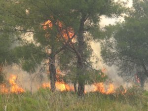 25 Hektar orman alevlere teslim oldu