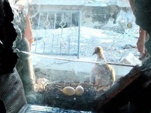 Kuşlar askerlerin mevzilerine yuva yaptı