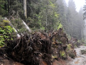 Rize'de Yeşil Yol geçen bölgede ağaçlar kesildi