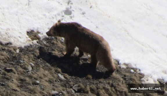 Rize'de ayıların kış uykusu bitti