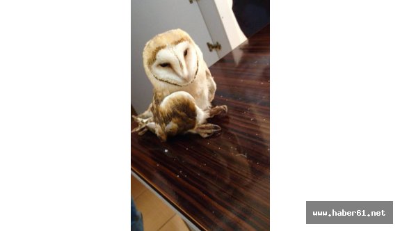 Ordu'da yaralı baykuş tedavi edildi