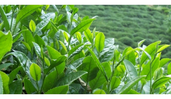 Çaykur ne kadar çay aldı?