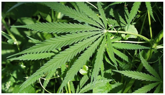 Giresun'da kenevire geçit yok