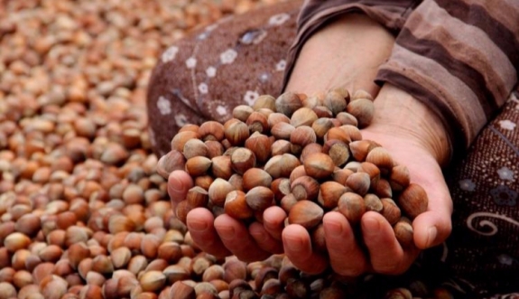 Fındık fiyatları ne kadar oldu? İşte son durum