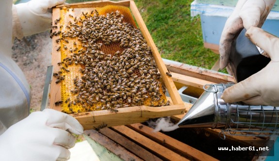 Bal üreticisine 10 Milyon'luk yatırım