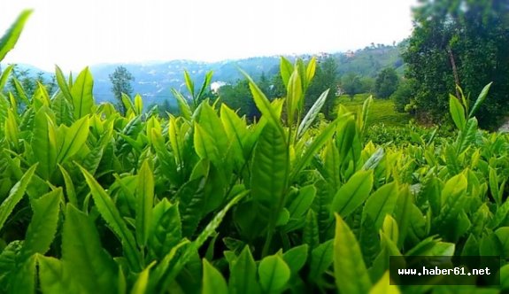 Yaş çay ödemeleri başladı