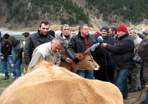 Uzungöl'de inekli protesto