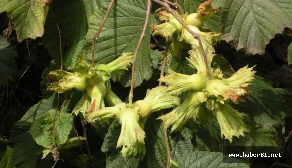 Fındıkta küllenme tehdidi