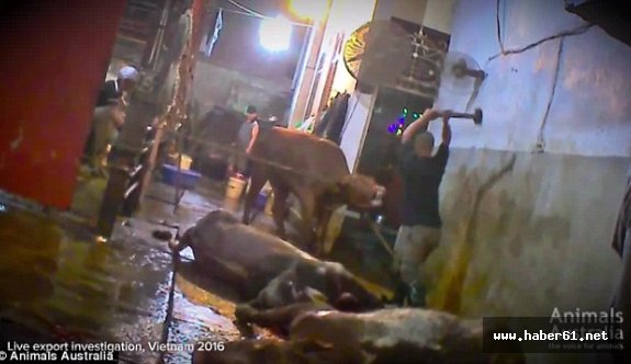 Dünya bu caniliği konuşuyor!