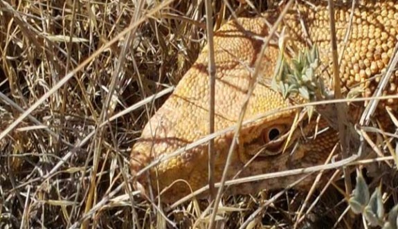 Nesli tehlikede! Türkiye'de göründü...