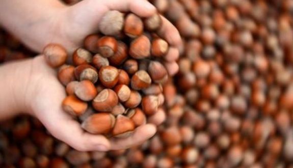 Fındık fiyatları ne kadar oldu? İşte son durum ve gelişmeler