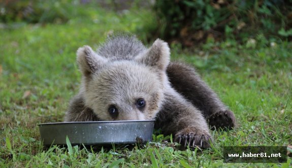 Trabzon'da yavru ayı korumaya alındı