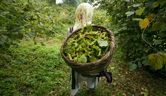 Trabzon'da 59 bin fındık üreticisine 95 milyon TL
