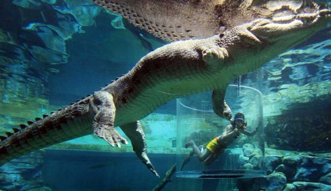 Timsahla yan yana olmak!