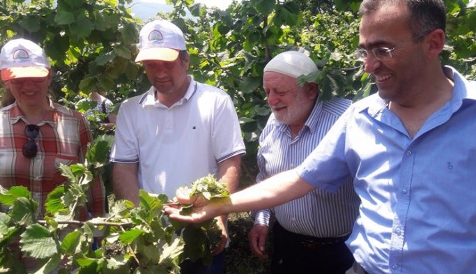 Samsun'da rekolte belirlendi