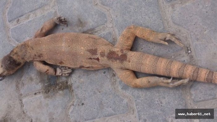 Nesli tükenen Çöl varanı öldürüldü!