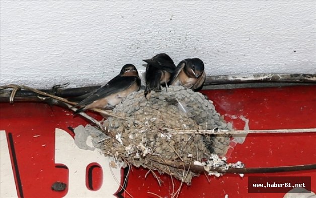 Trabzon'da bu kırlangıç yuvası görenleri şaşırtıyor