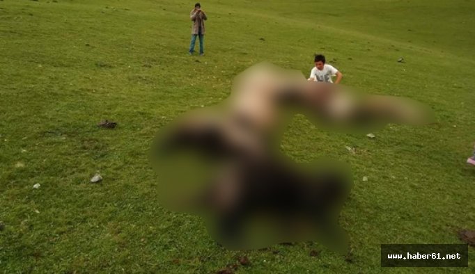 Yaylaya yıldırım düştü: 11 koyun...