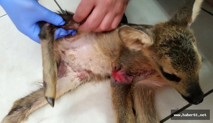 Gümüşhane’de bulunan yaralı yavru karaca Trabzon’da ameliyat edildi