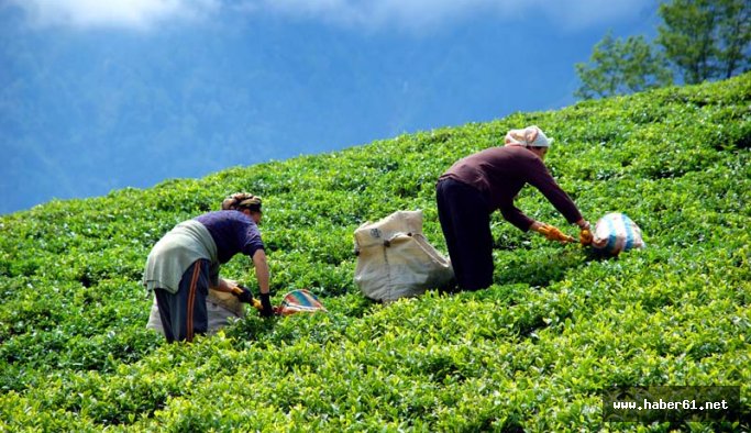 Türk Çayı'nda kalite böyle artacak!