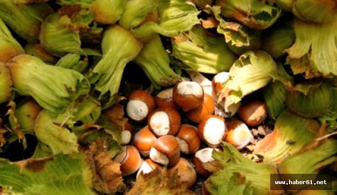 Fındık destek ödemeleri can suyu oldu