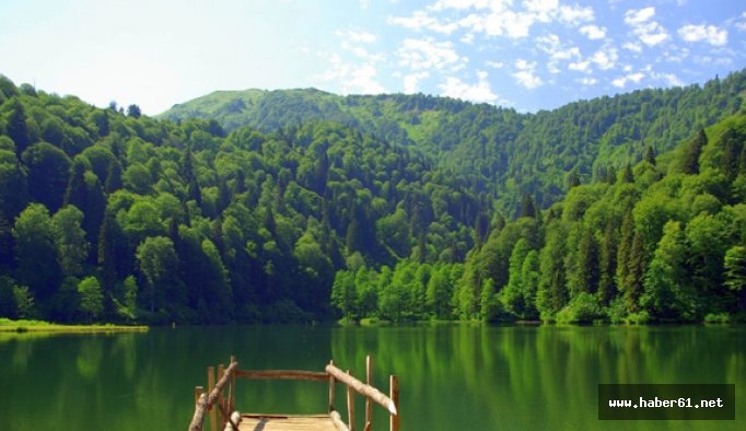 Doğu Karadeniz'de boş arazilere meyve dikilecek