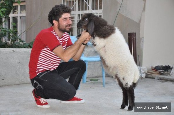 Kendini köpek sanan koyun!