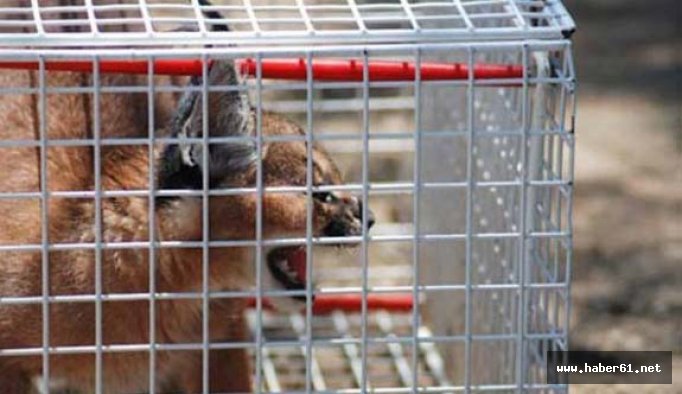 Nesli tükenme tehlikesinde olan hayvan Türkiye'de bulundu!