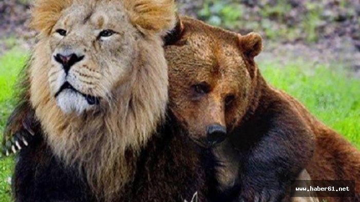 1 aslan ve 2 ayı aranıyor