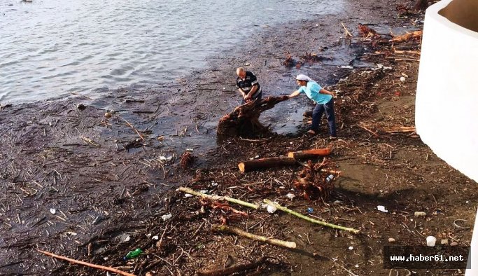 Denizdeki ağaçları yakacak olarak  topladılar!