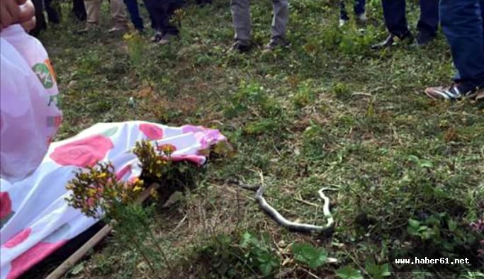Üstüne bastığı yılan sokunca öldü!