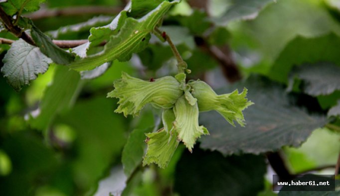 Fındık üreticilerine temmuz uyarısı