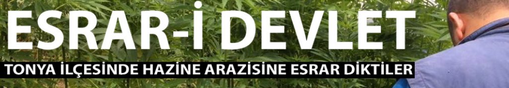 Trabzon'da Hazine arazisinde uyuşturucu yetiştirildi