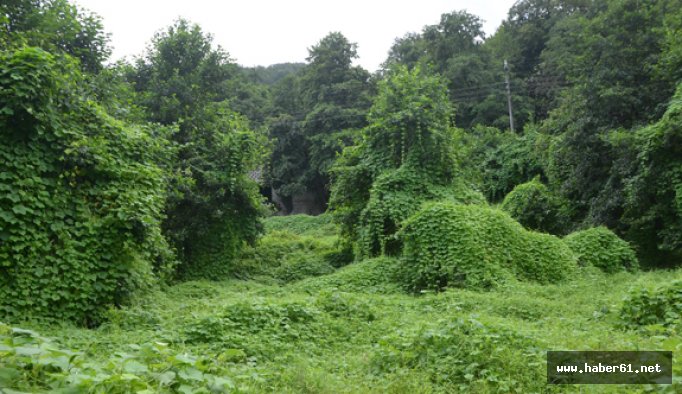 Doğu Karadeniz tehdit altında