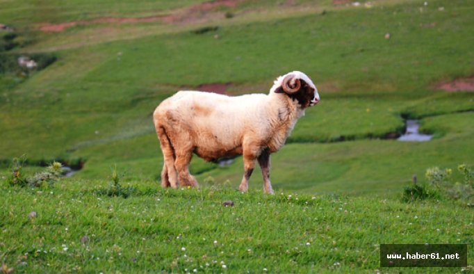 Yaylalar koyun sürüleri ile şenlendi