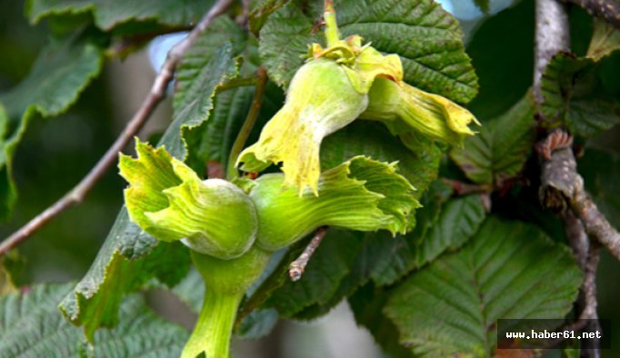 Giresun'da fındık rekoltesi belirlendi